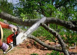 Best Tree Health Inspection  in Richmond, MI