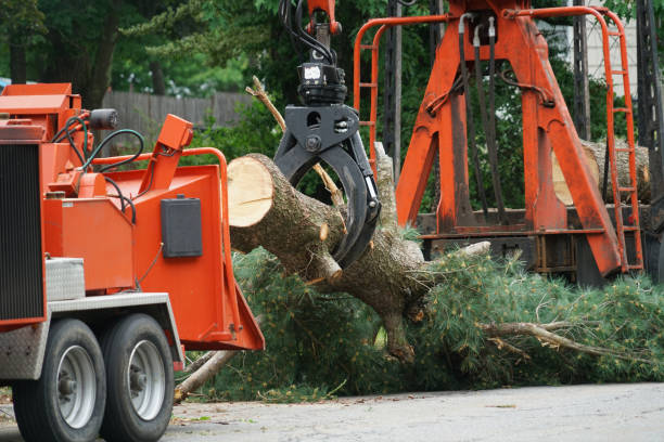 Trusted Richmond, MI Tree Services Experts